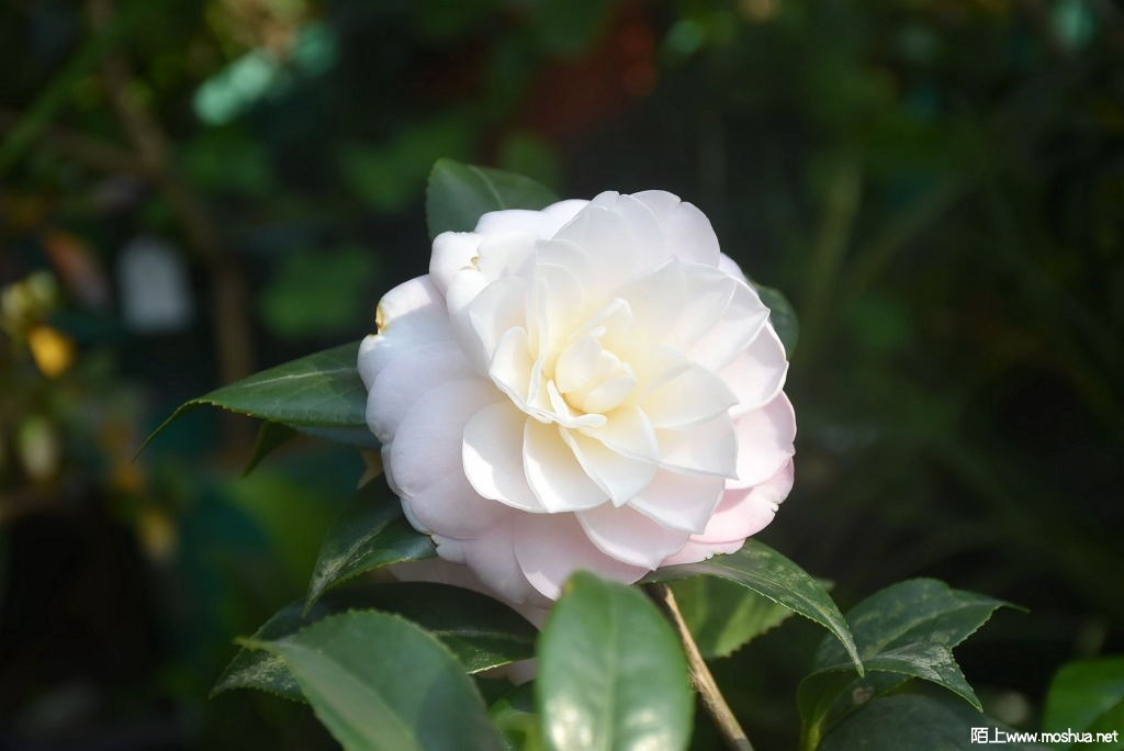 DSC_00891287350089.JPG