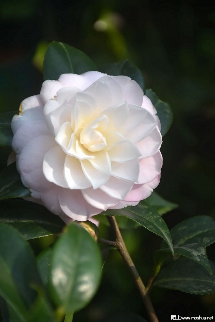 DSC_00951287410095.JPG