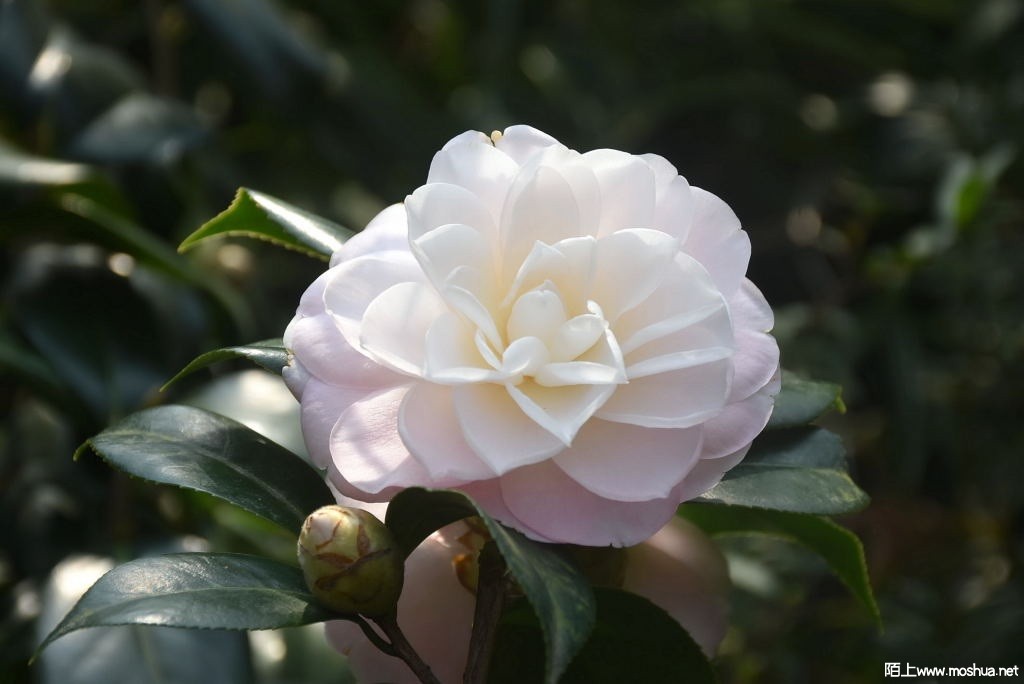 DSC_00701287160070.JPG