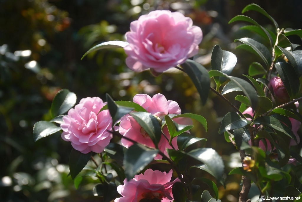 DSC_00411286870041.JPG