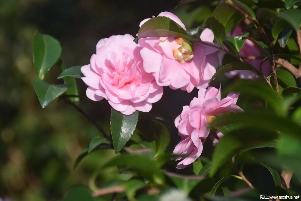DSC_00611287070061.JPG
