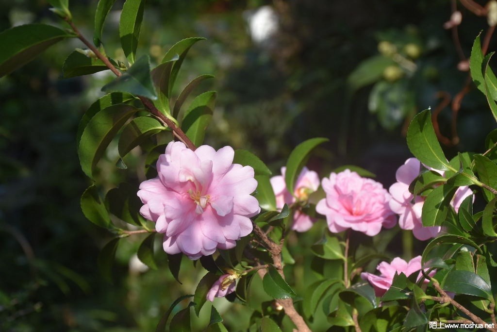 DSC_00551287010055.JPG