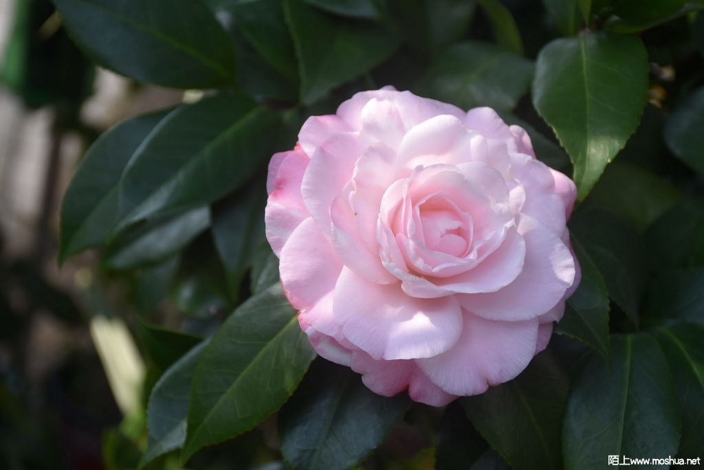 DSC_01341287800134.JPG