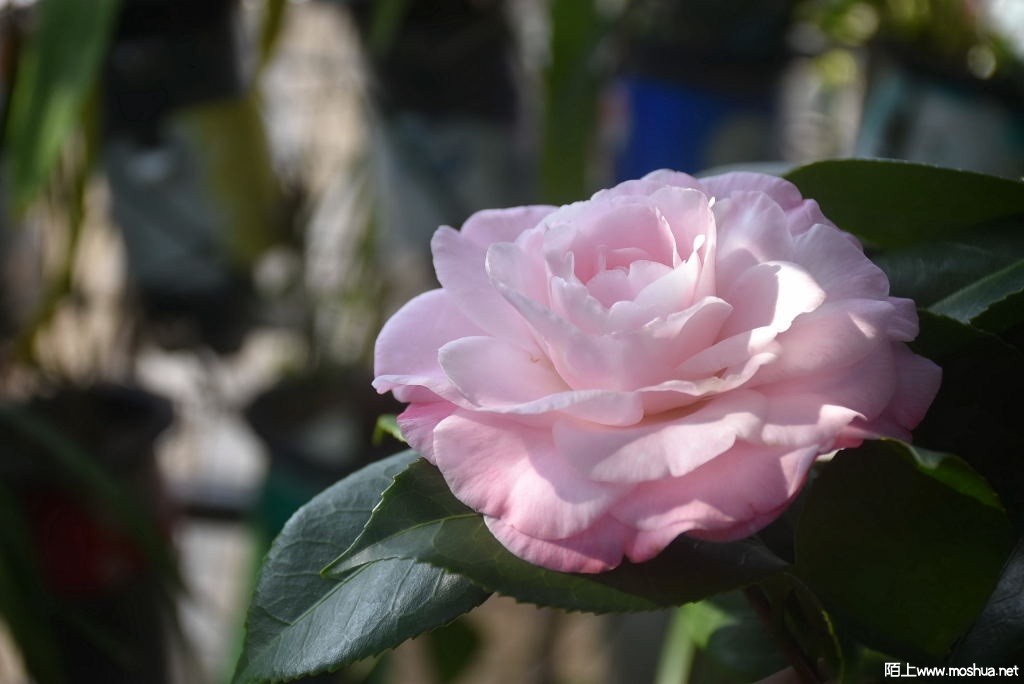 DSC_01381287840138.JPG
