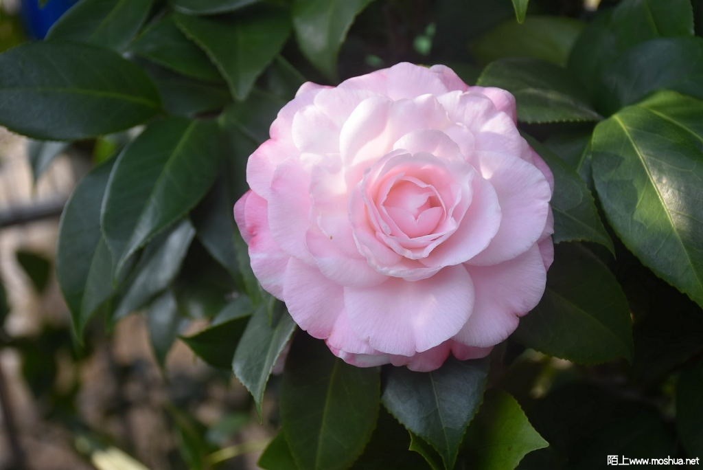 DSC_01141287600114.JPG