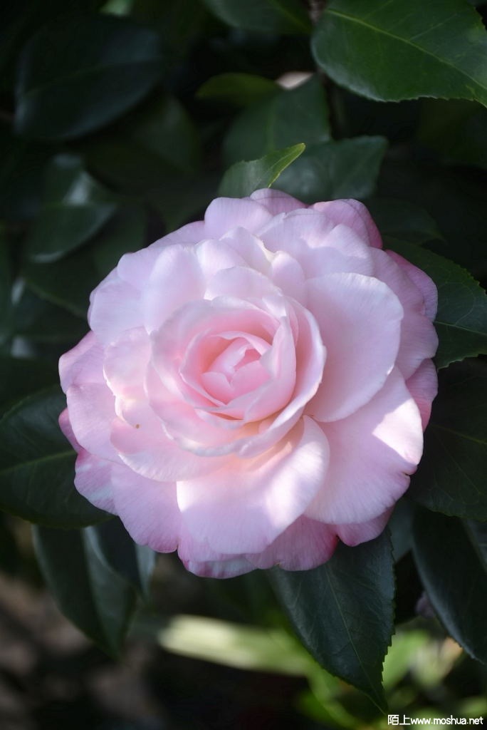 DSC_01431287890143.JPG