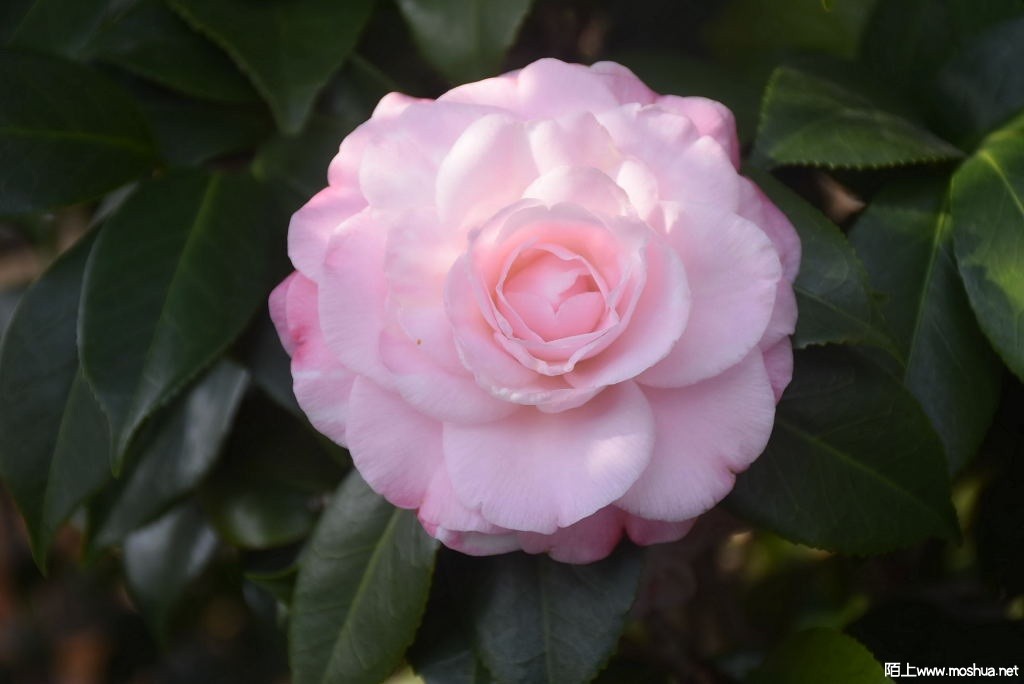 DSC_01091287550109.JPG
