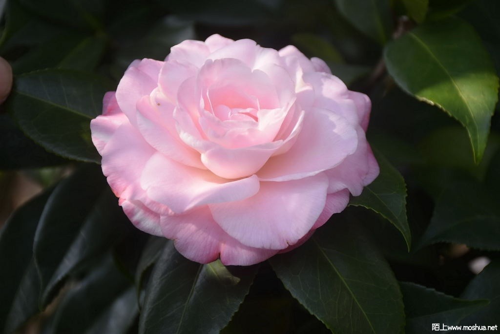 DSC_01051287510105.JPG