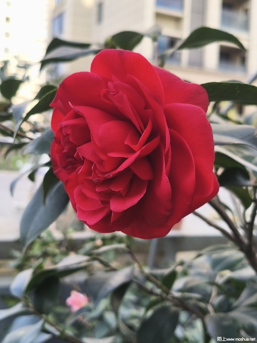 197834836.jpg