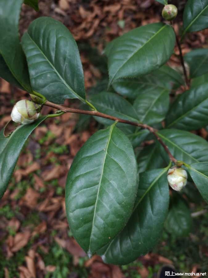 IMG_20260123_072833.jpg
