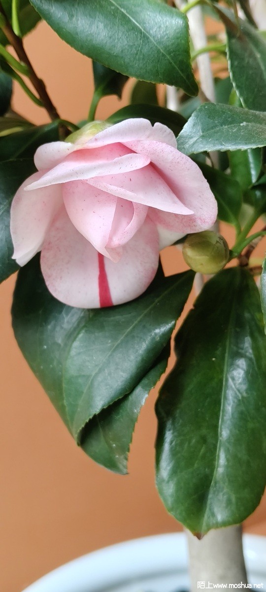 IMG20260209123737.jpg
