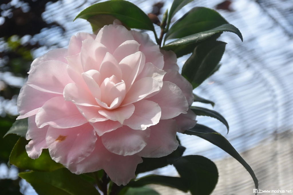 DSC_00251299580025.JPG