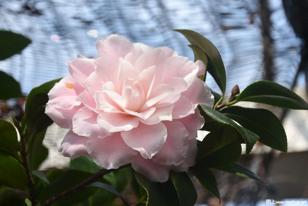 DSC_00111299440011.JPG