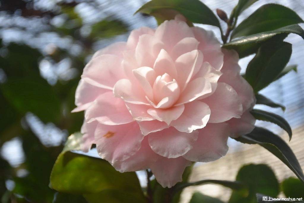 DSC_00331299660033.JPG