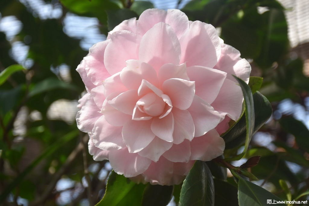 DSC_00041299370004.JPG