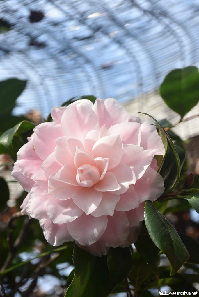 DSC_00071299400007.JPG