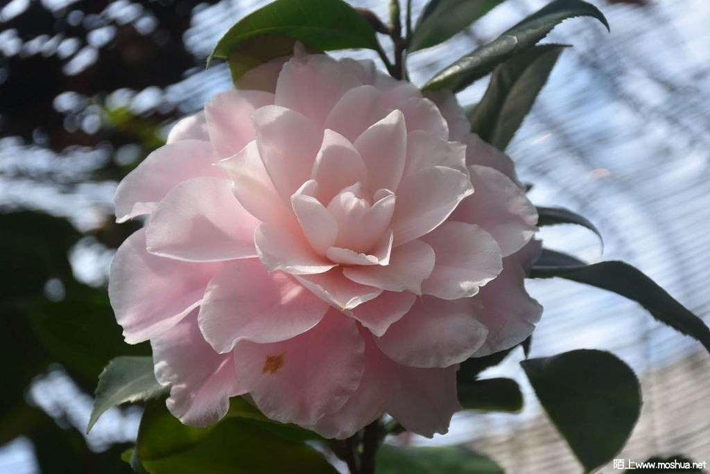 DSC_00271299600027.JPG