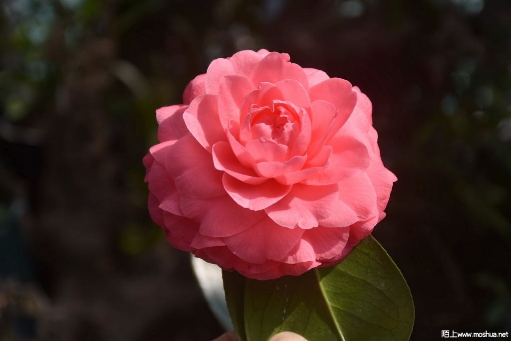 DSC_02141308840214.JPG
