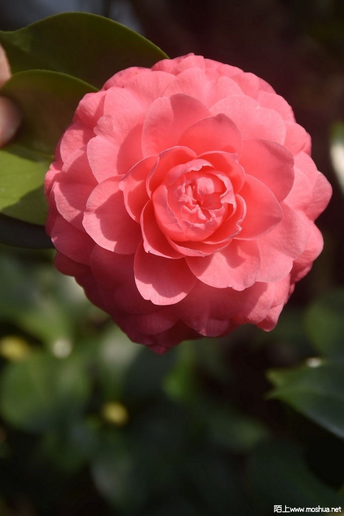 DSC_02081308780208.JPG