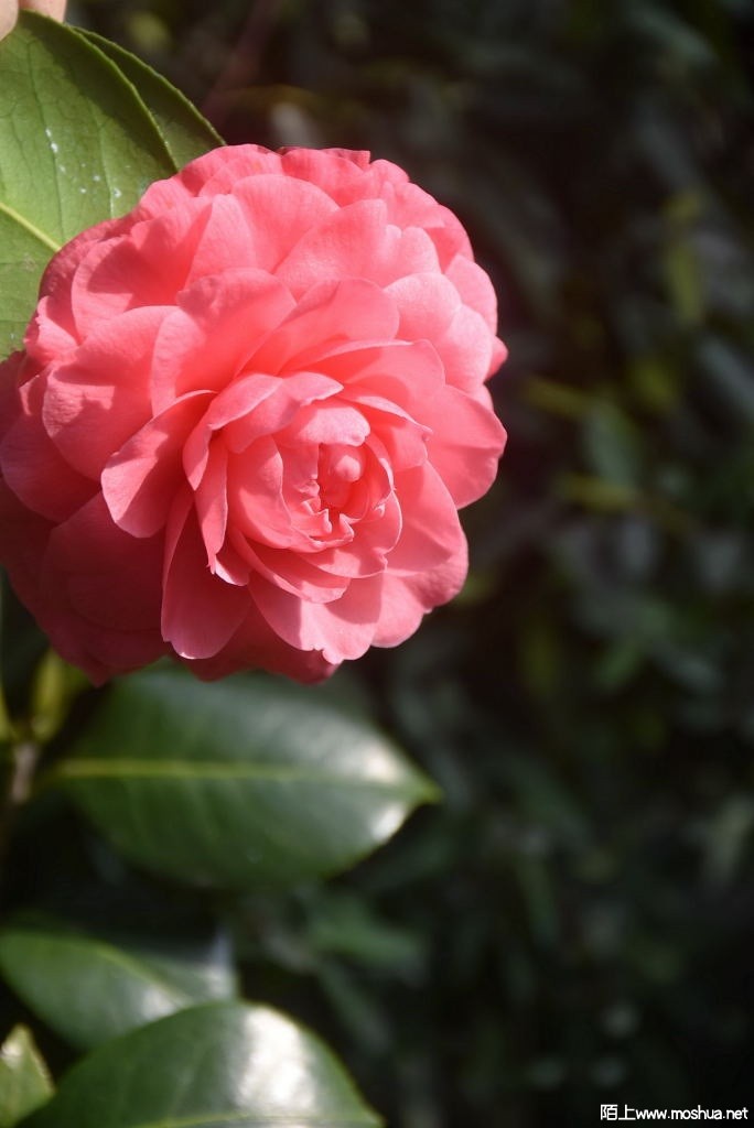 DSC_02161308860216.JPG