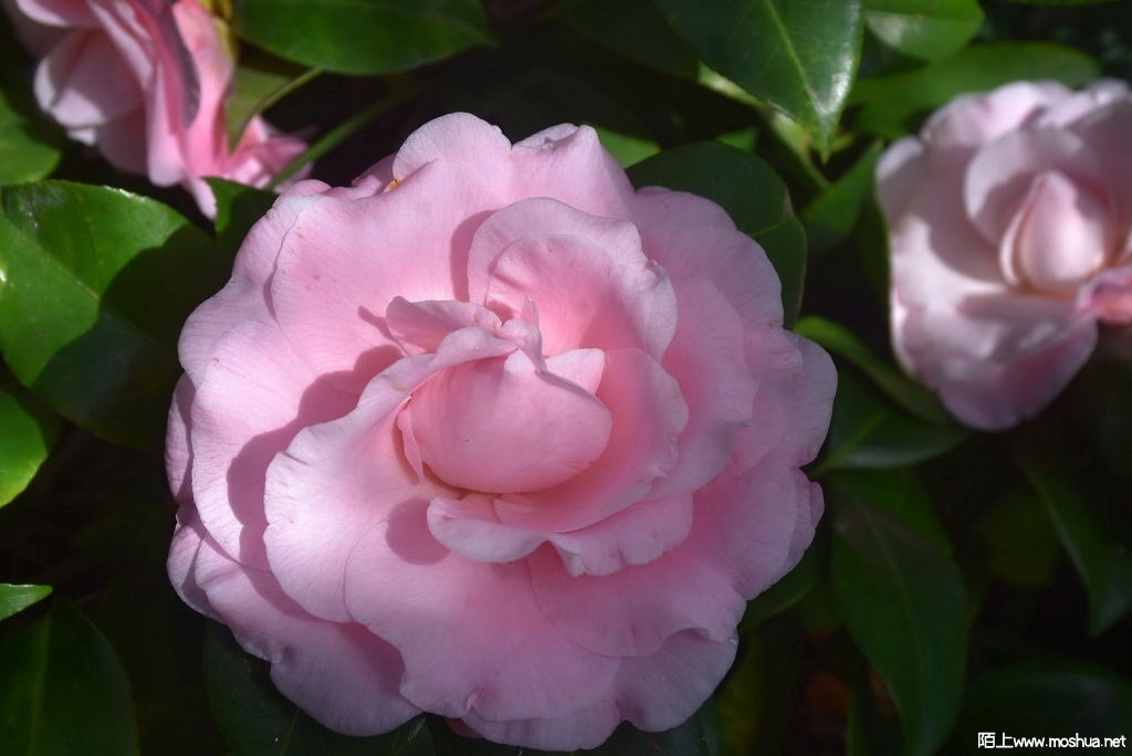 DSC_00421352770042.JPG