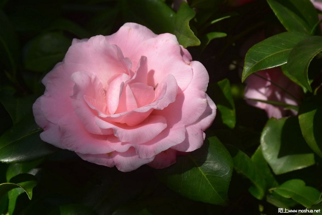 DSC_01391353740139.JPG