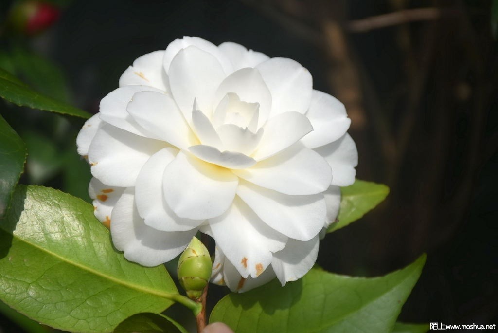 DSC_02901367270290.JPG