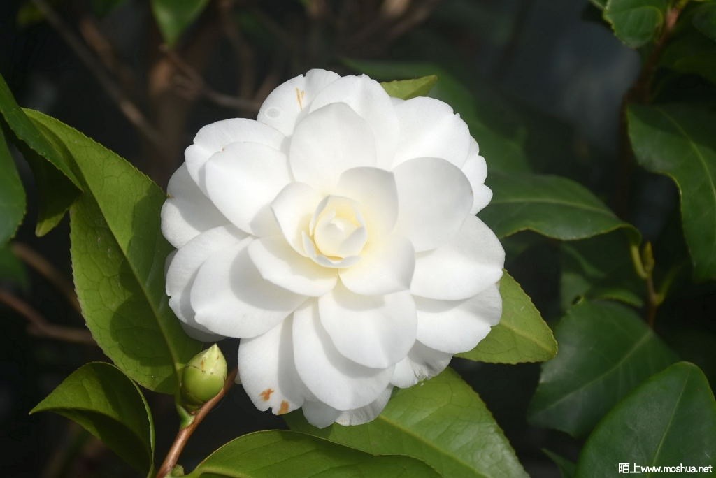 DSC_03921368290392.JPG