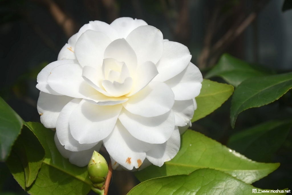 DSC_04001368370400.JPG