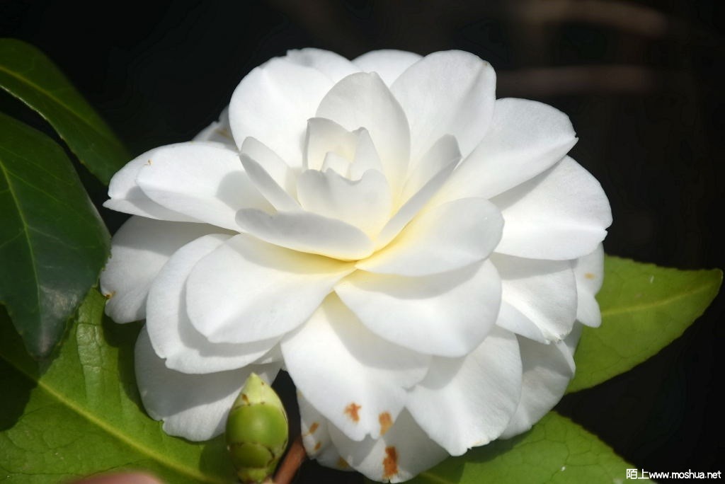 DSC_02551366920255.JPG