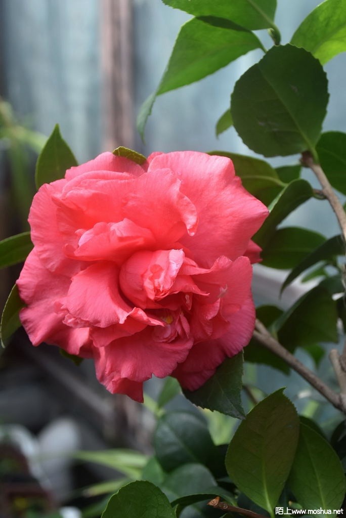 DSC_03371367740337.JPG