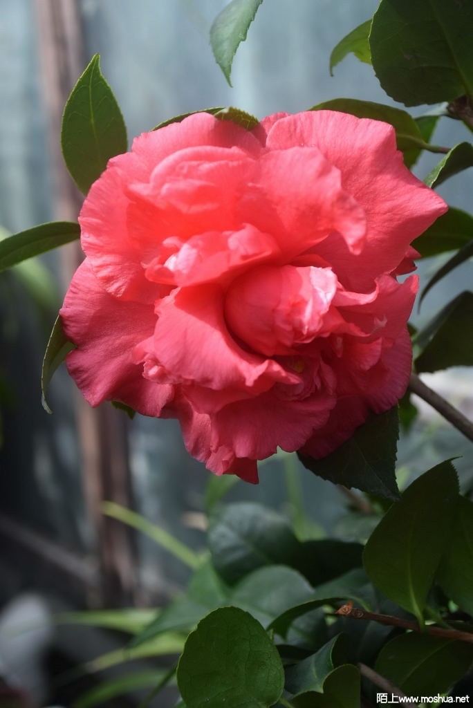 DSC_03341367710334.JPG