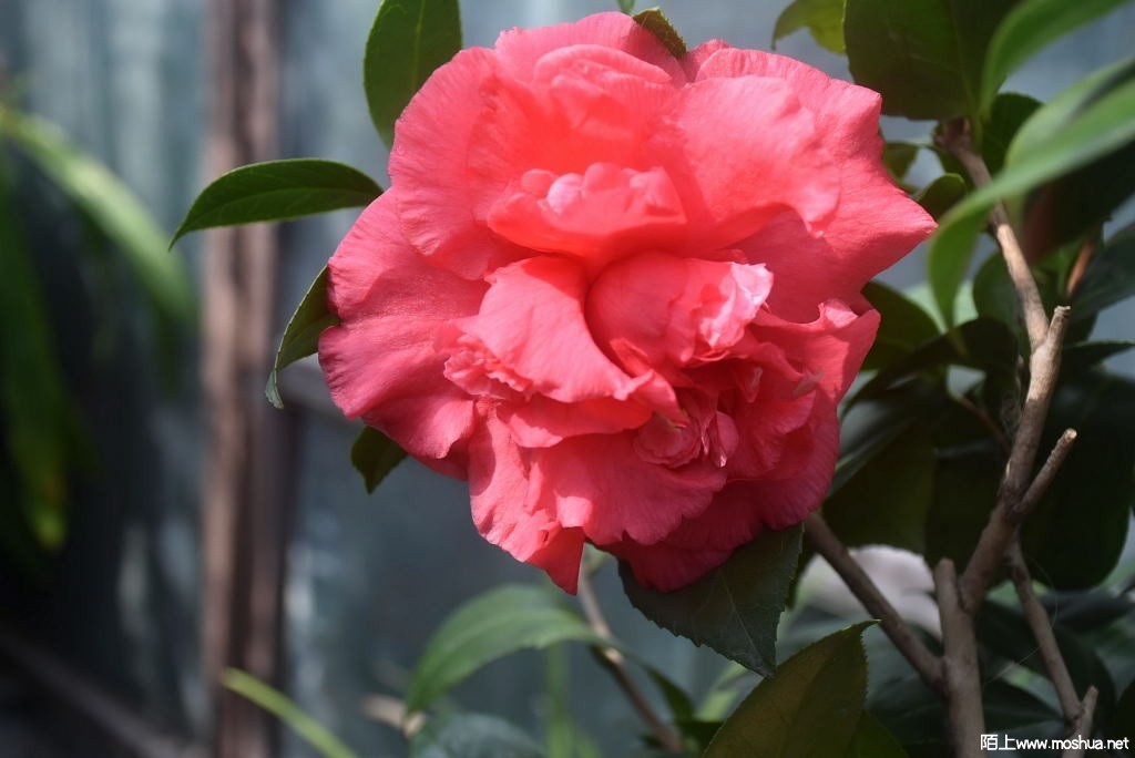 DSC_03171367540317.JPG