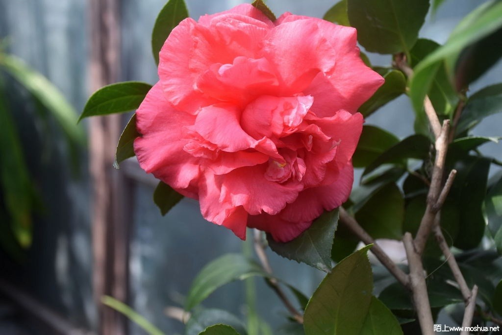 DSC_03041367410304.JPG