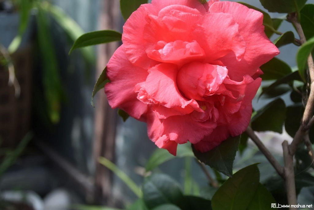 DSC_03221367590322.JPG