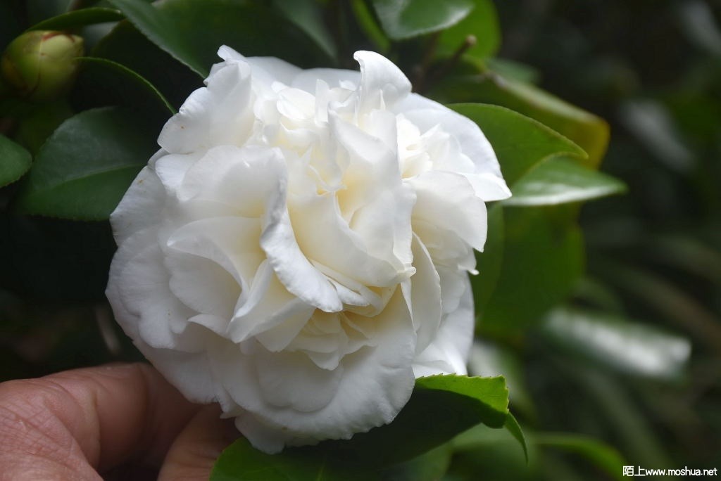 DSC_01421365790142.JPG