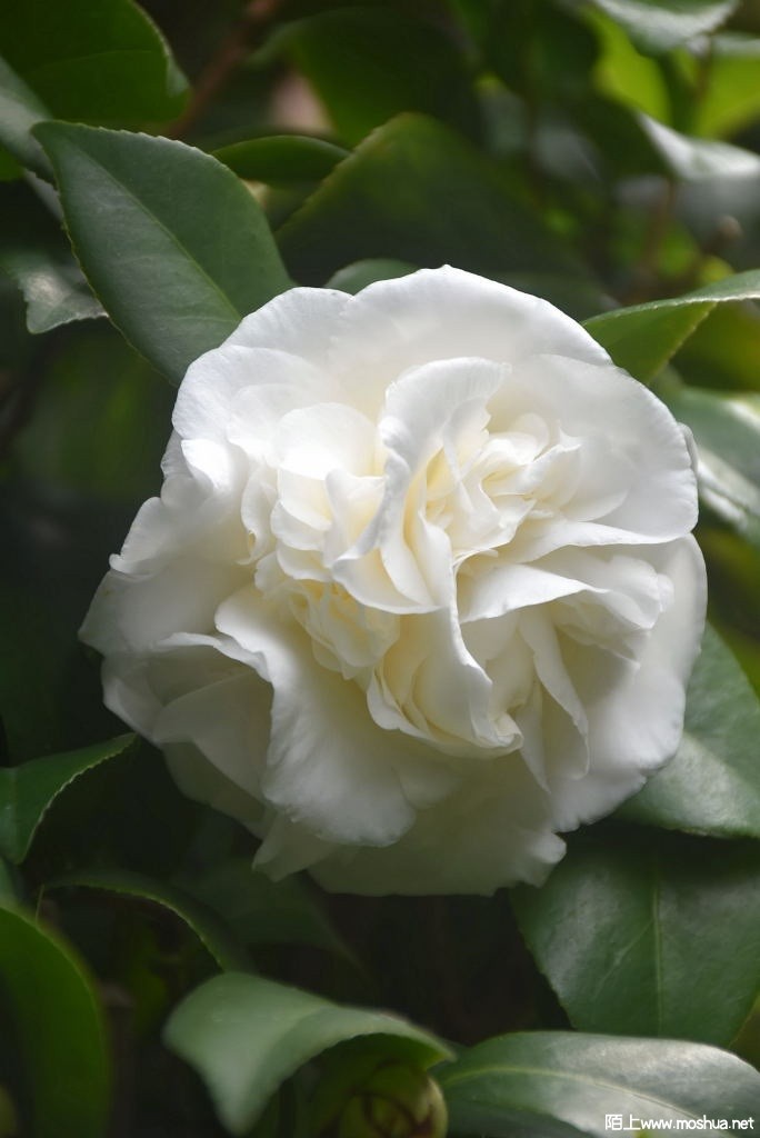 DSC_01671366040167.JPG