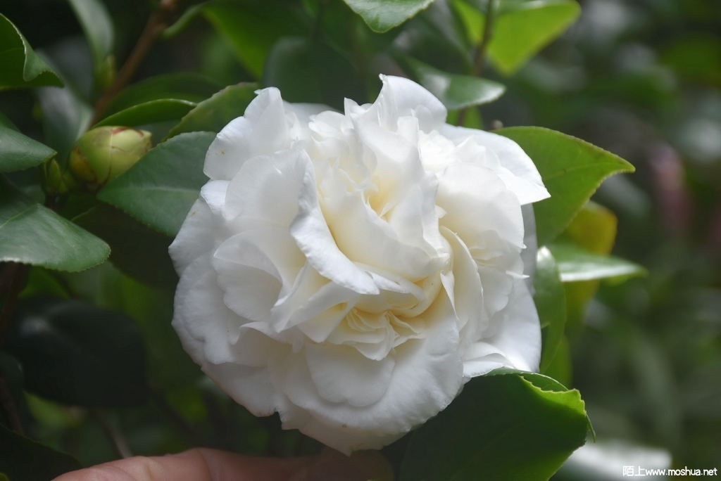 DSC_01391365760139.JPG