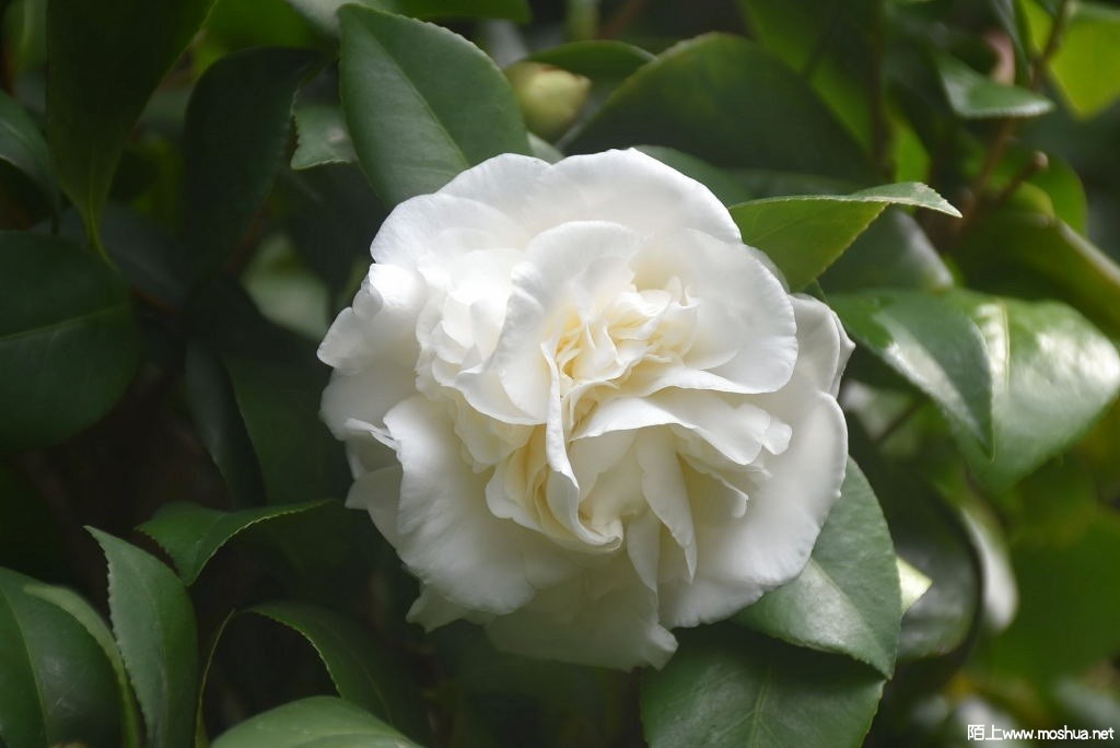 DSC_01631366000163.JPG