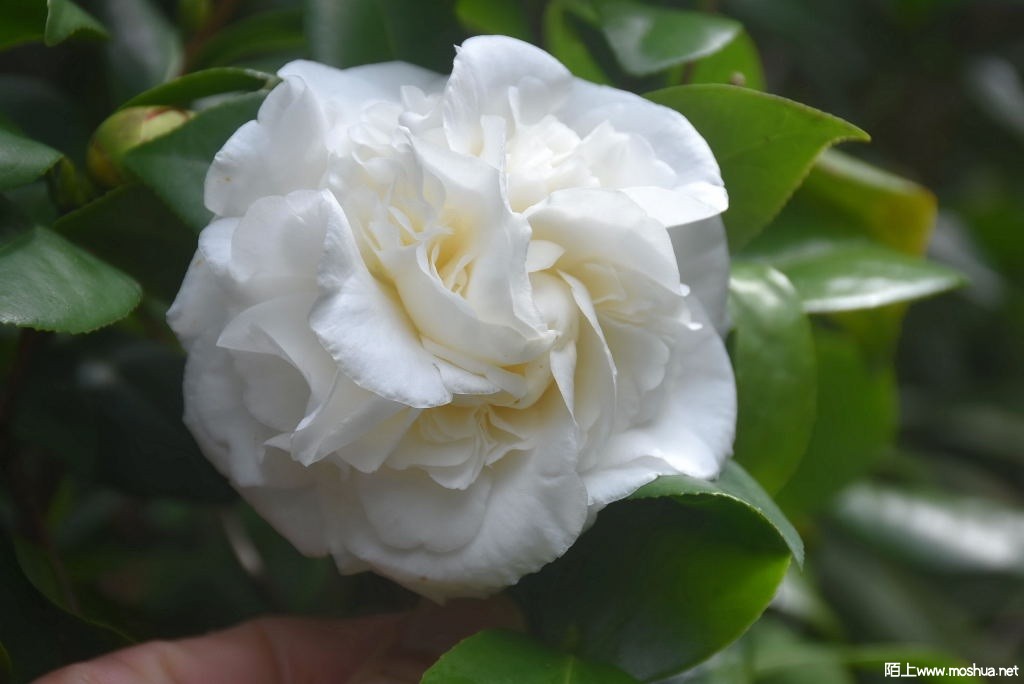 DSC_01311365680131.JPG