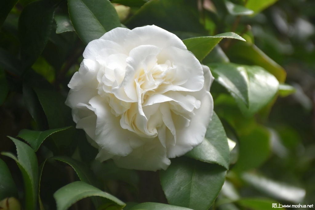 DSC_01621365990162.JPG
