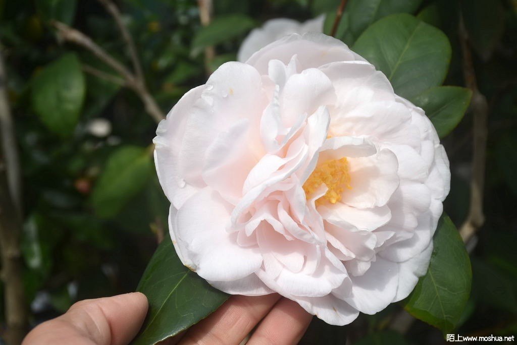 DSC_03531367900353.JPG