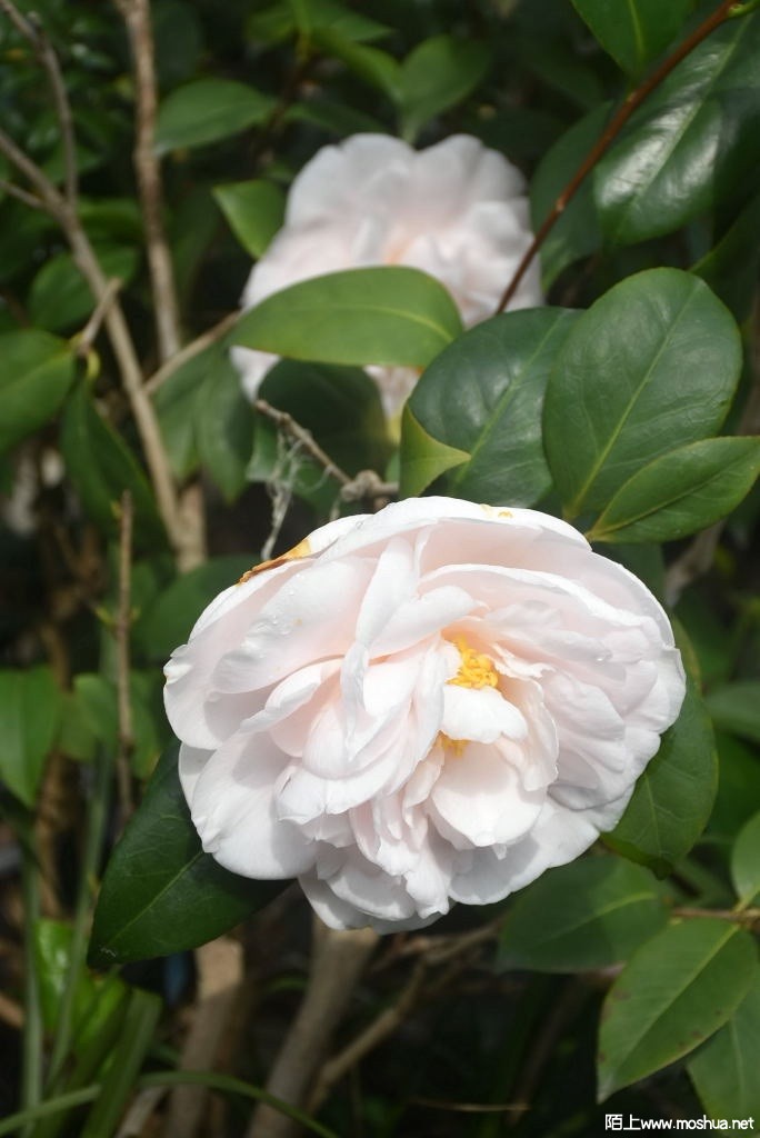 DSC_03591367960359.JPG