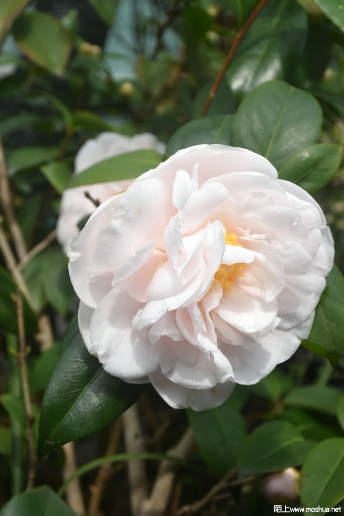 DSC_03691368060369.JPG