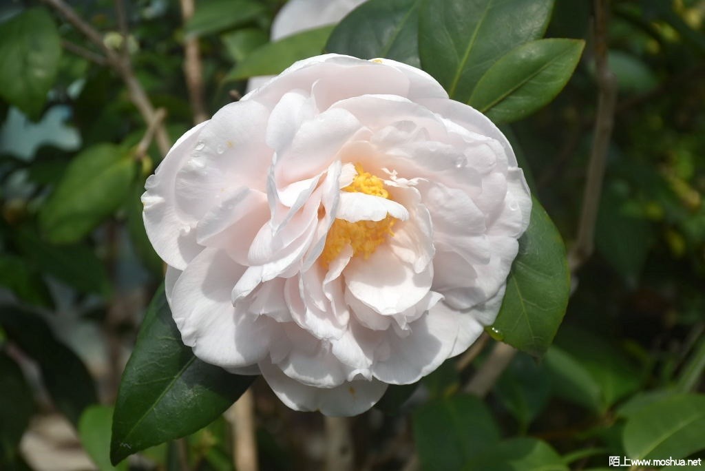 DSC_03431367800343.JPG
