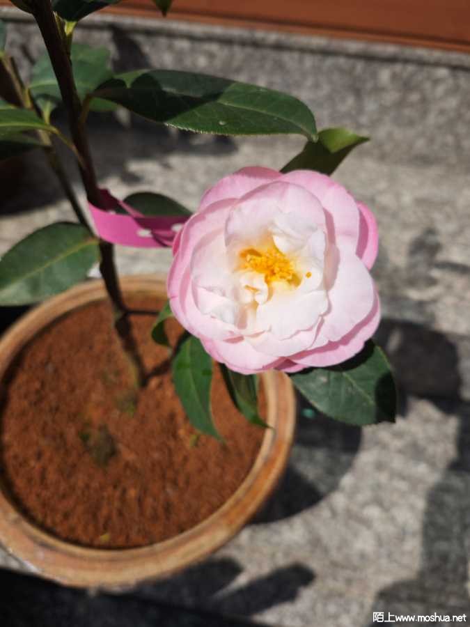 IMG_20260304_135317.jpg