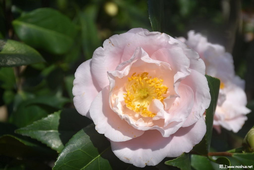 DSC_01451426140145.JPG