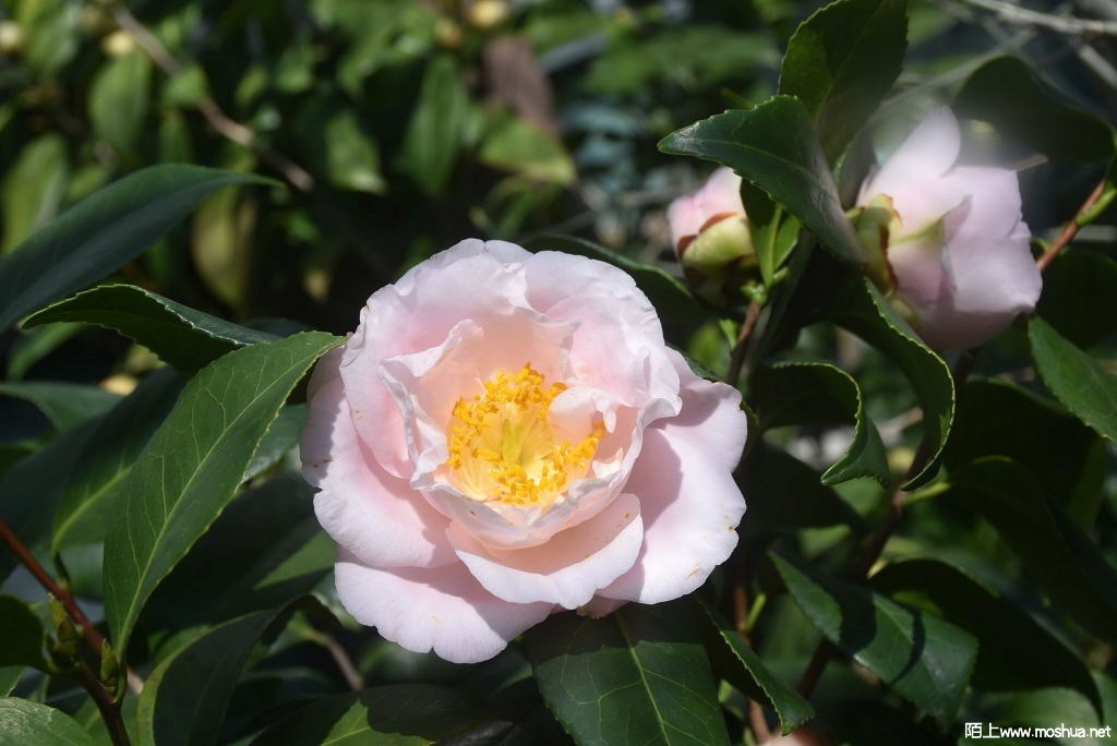 DSC_01051425740105.JPG