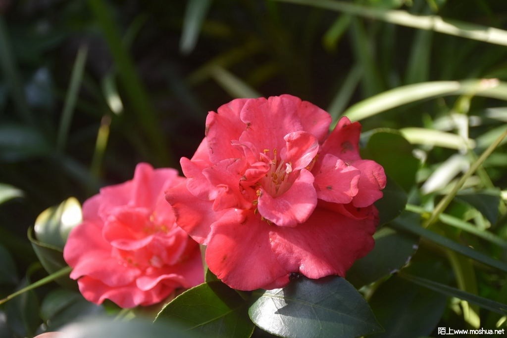 DSC_00781469180078.JPG