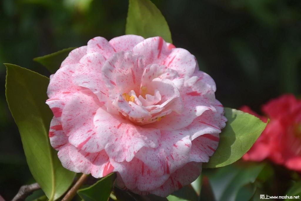 DSC_00701469100070.JPG